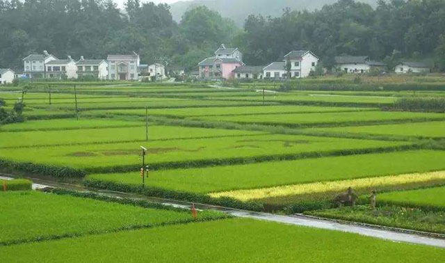 农村土地以租代征