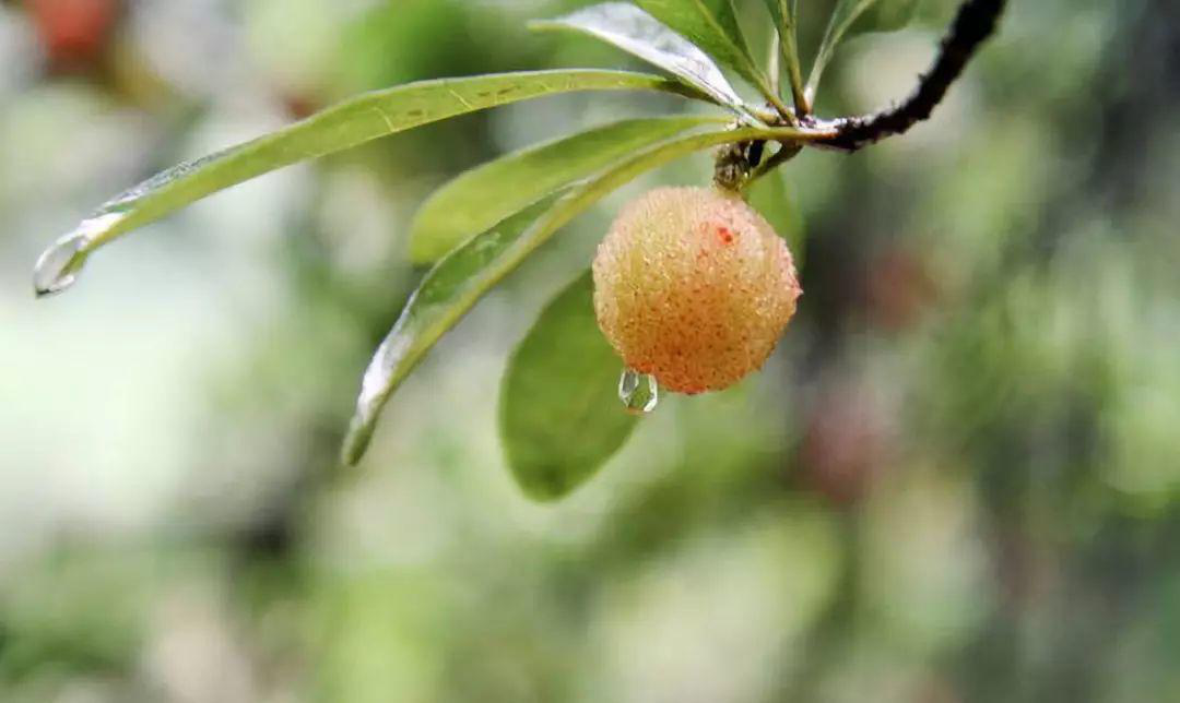 果园种植地征收赔偿律师